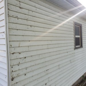 Softwashing and Gutter Guard Cleaning in Edgerton, Wisconsin